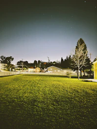 a grassy field with a tree in the background