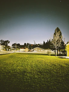 a grassy field with a tree in the background