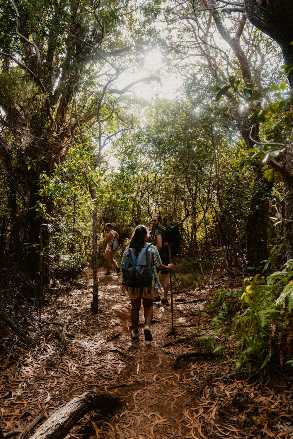 a group of people hiking through a forest