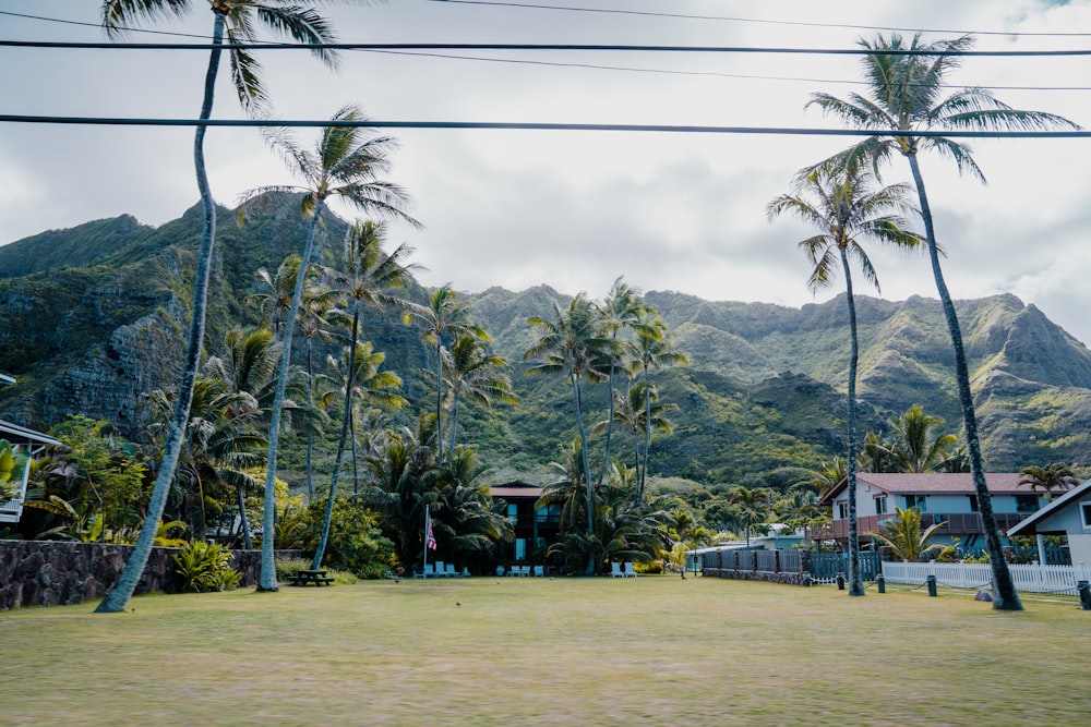 a grassy area with palm trees and a mountain in the background