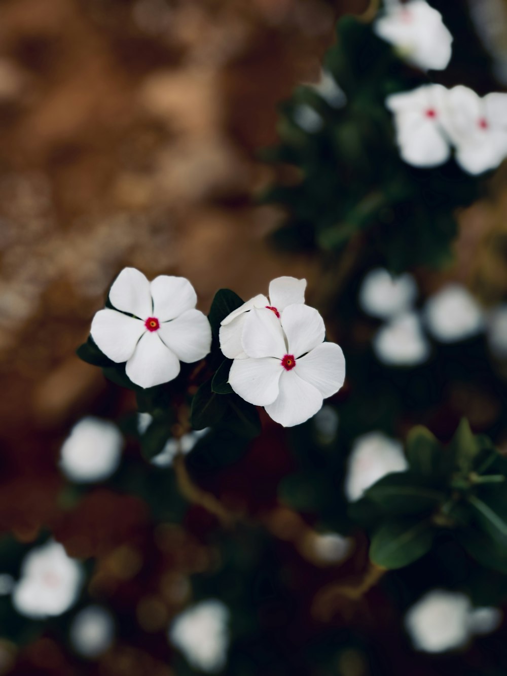 a close up of a white flower on a plant