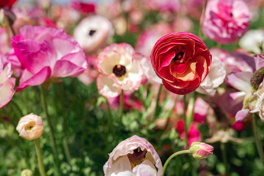 Ein Feld voller rosa und weißer Blumen