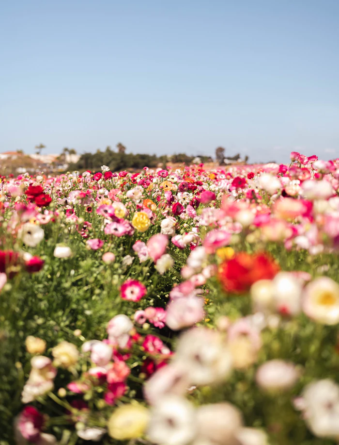 Carlsbad flower fields