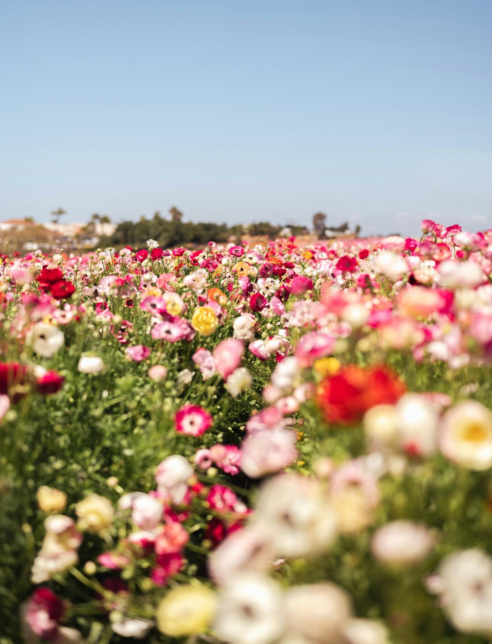a field full of flowers with a blue sky in the background