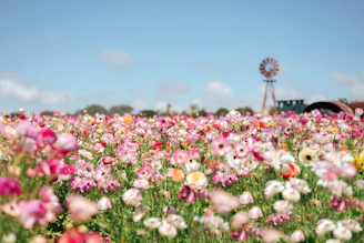 a field of flowers with a windmill in the background