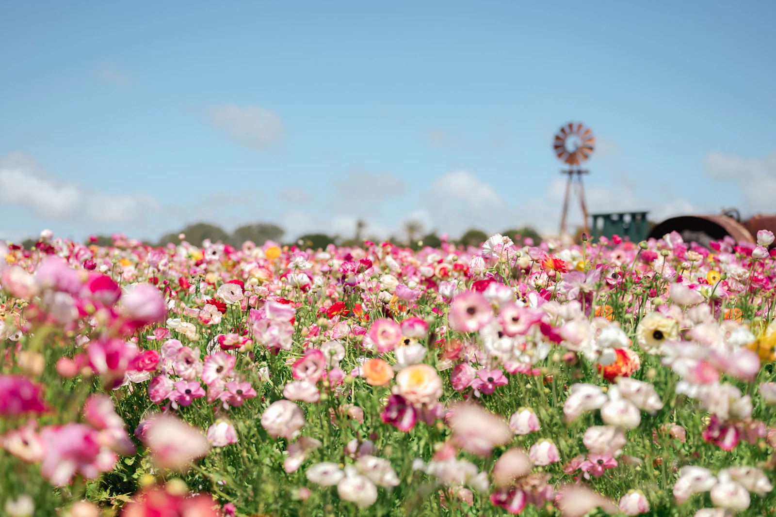Field of bright wildflowers in pink, yellow and white stretching to distant hills