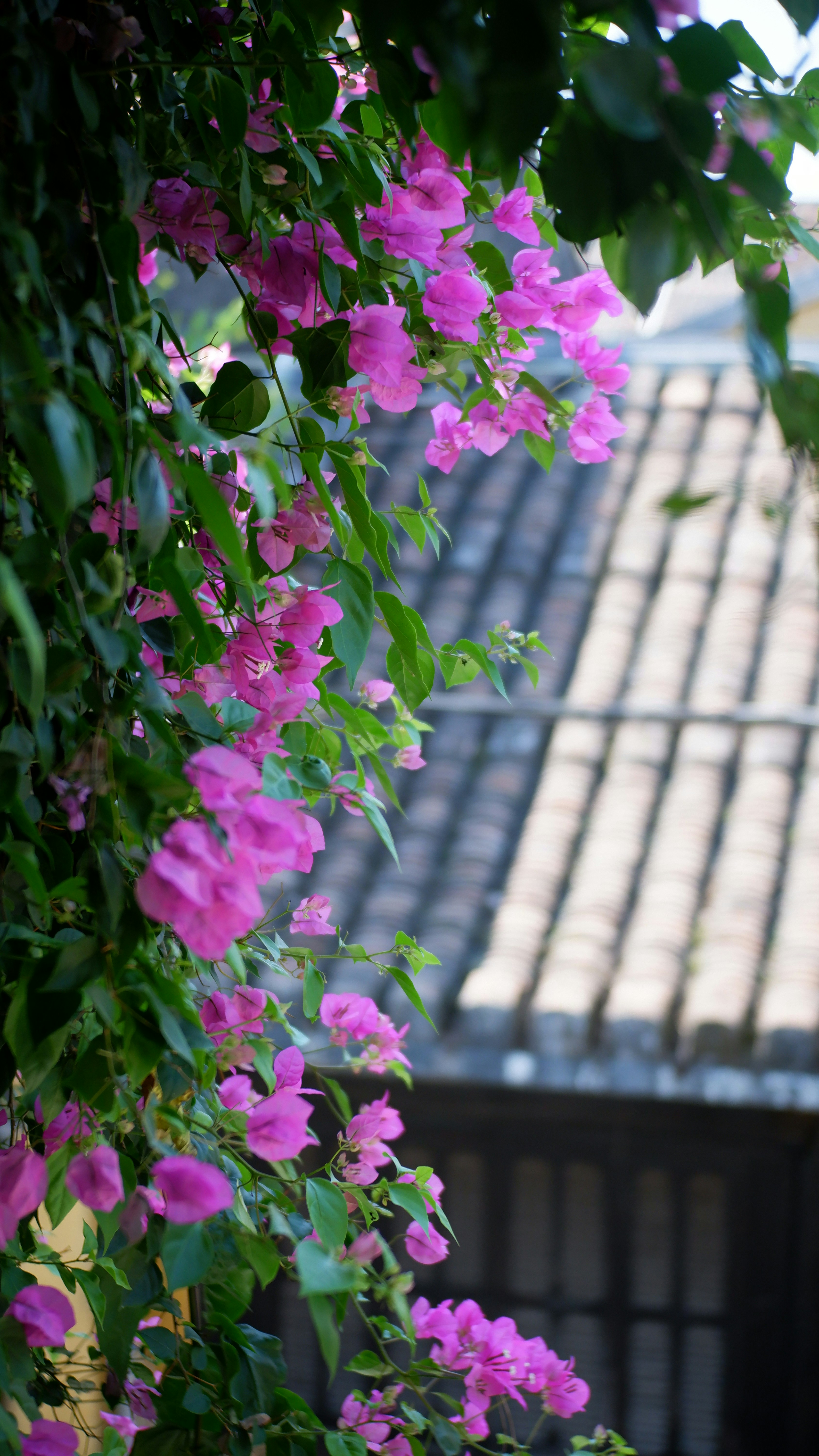 Photo by dvhoang2106