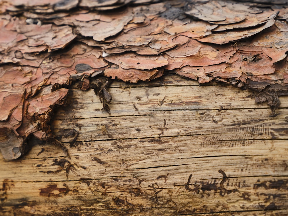 a close up of a piece of wood with peeling paint