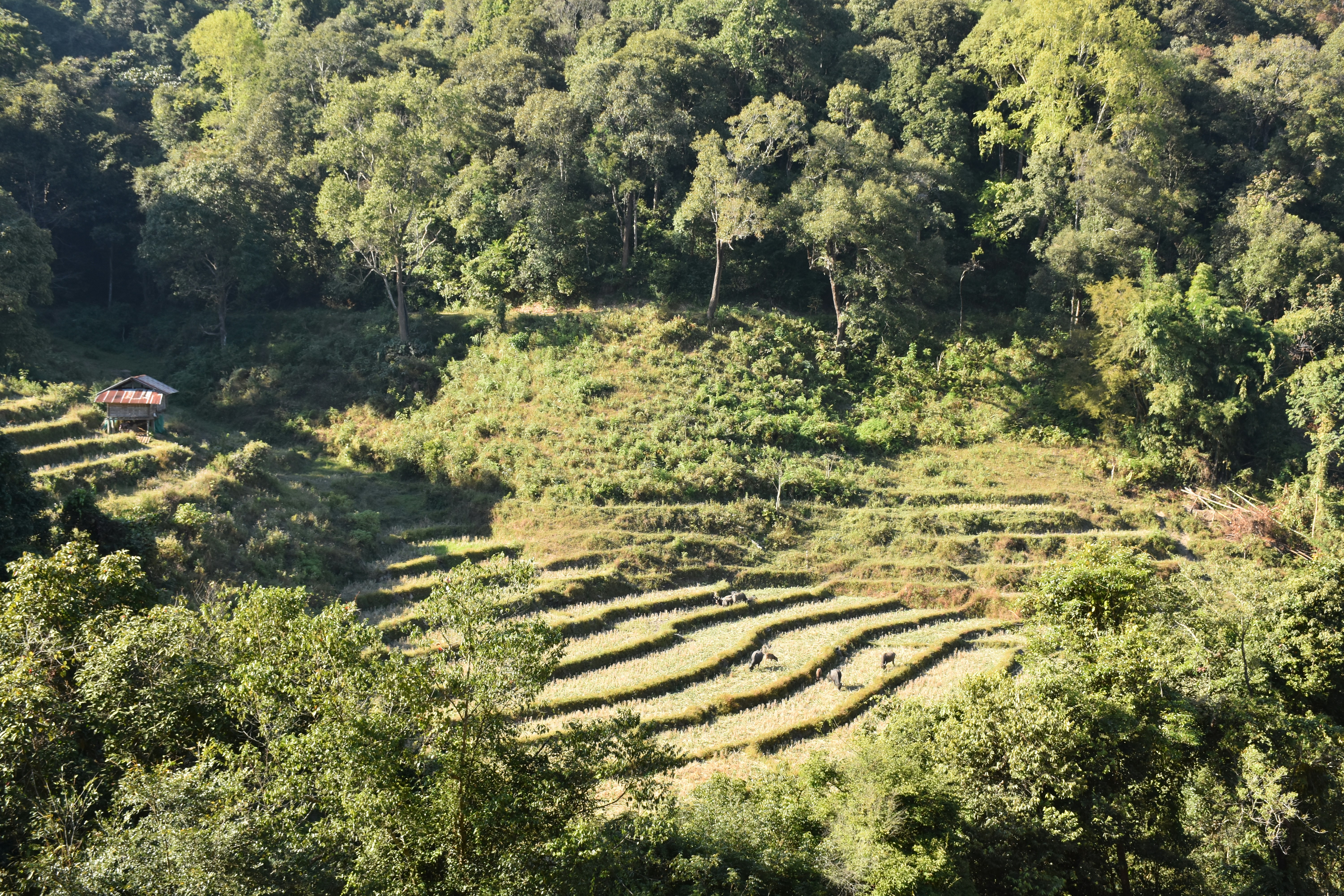 a large field with many rows of trees in the middle of it