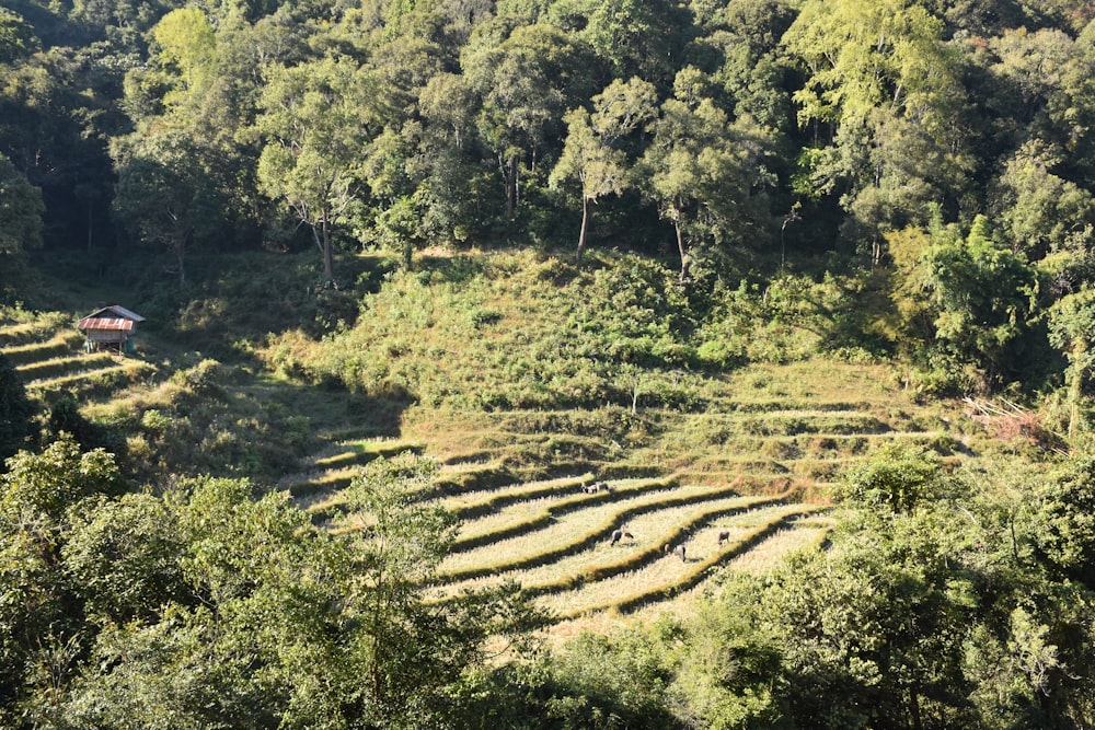 a large field with many rows of trees in the middle of it