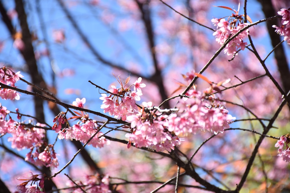 a tree with pink flowers and blue sky in the background