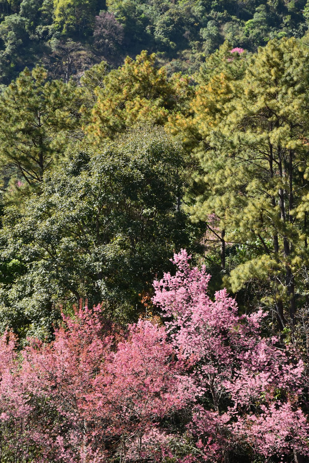 a forest filled with lots of green and pink trees
