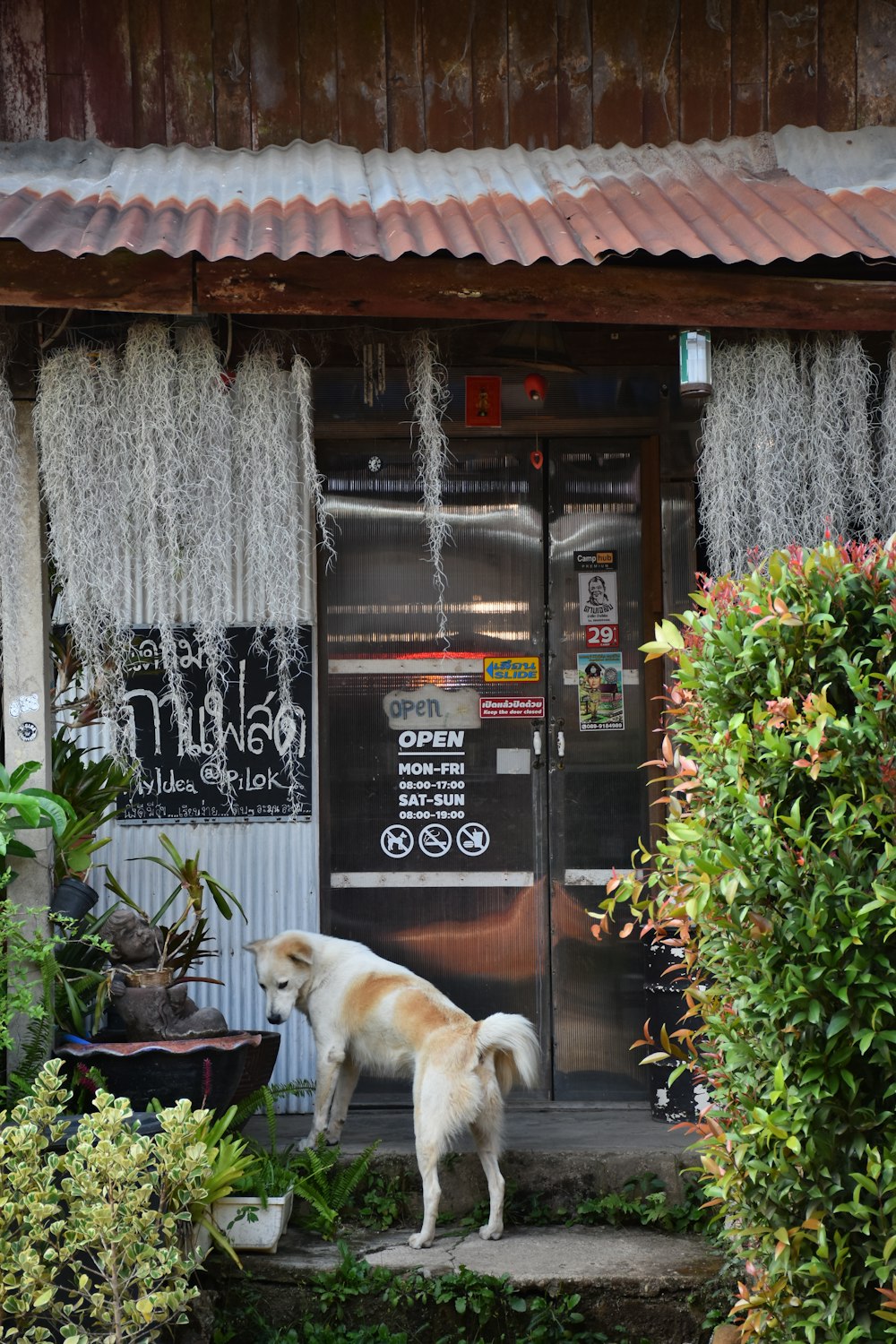 a dog is standing outside of a restaurant