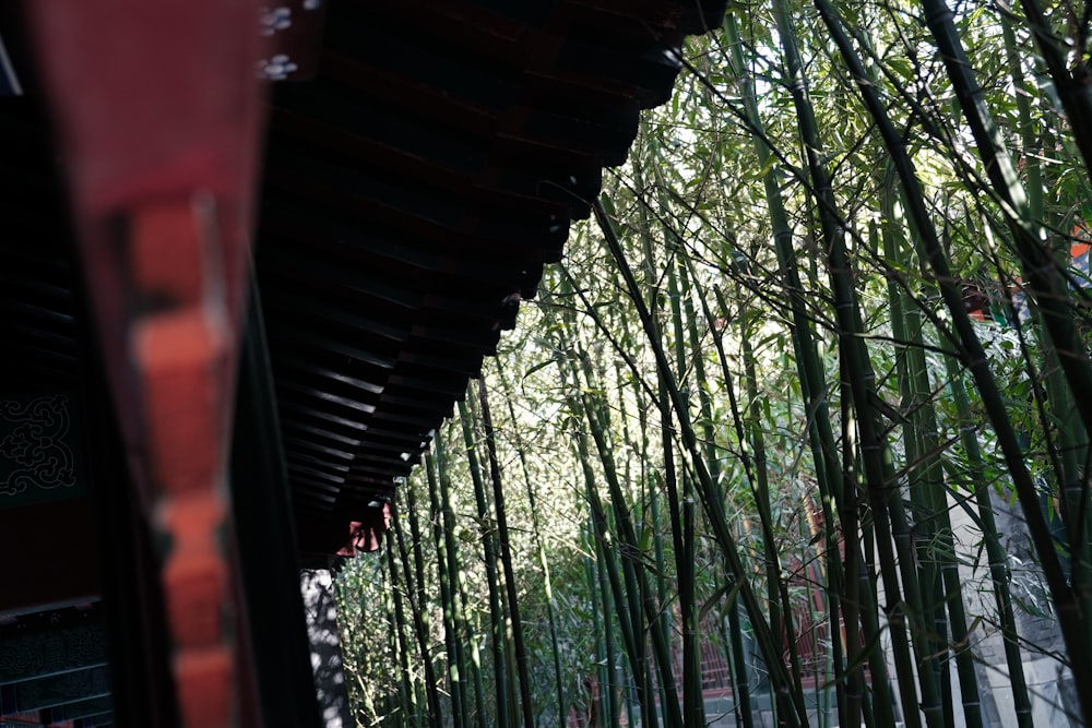 a row of bamboo trees next to a building