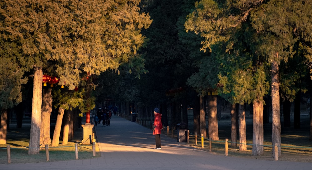 a person walking down a path between trees