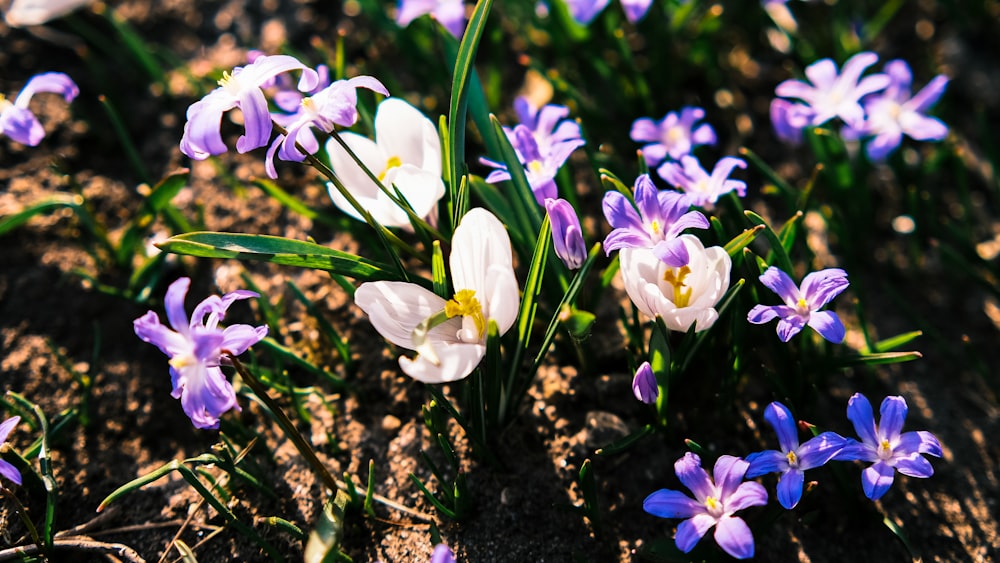 a bunch of flowers that are in the dirt