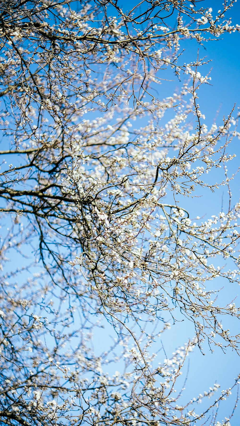 the branches of a tree with white flowers against a blue sky