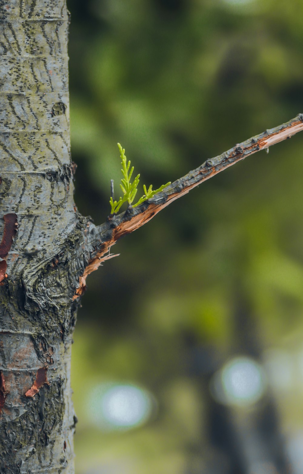 a close up of a tree trunk with a small plant growing on it