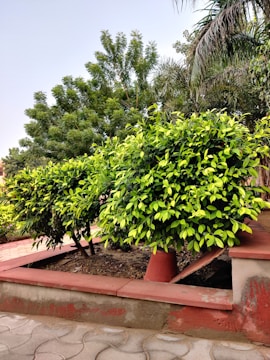 A lush green garden with various types of trees and shrubs. There are neatly trimmed bushes and small potted plants placed on a raised brick platform. The ground is paved with stone tiles, and the foliage appears well-maintained with vibrant green leaves.