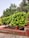 A lush green garden with various types of trees and shrubs. There are neatly trimmed bushes and small potted plants placed on a raised brick platform. The ground is paved with stone tiles, and the foliage appears well-maintained with vibrant green leaves.