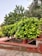 A lush green garden with various types of trees and shrubs. There are neatly trimmed bushes and small potted plants placed on a raised brick platform. The ground is paved with stone tiles, and the foliage appears well-maintained with vibrant green leaves.