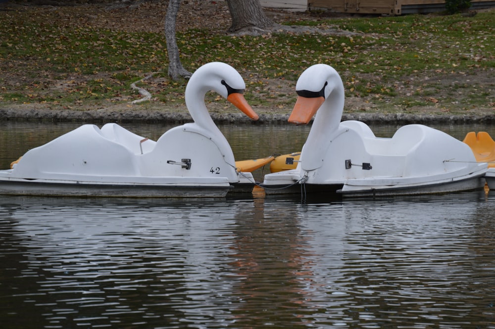 a couple of ducks floating on top of a body of water