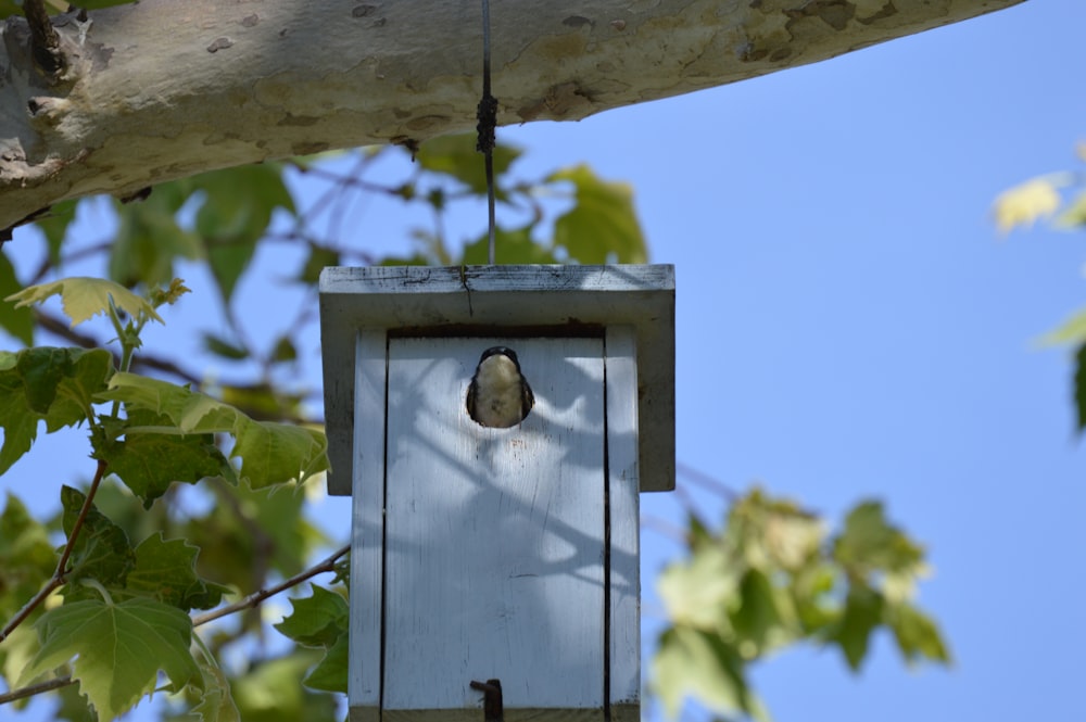 a bird house hanging from a tree branch