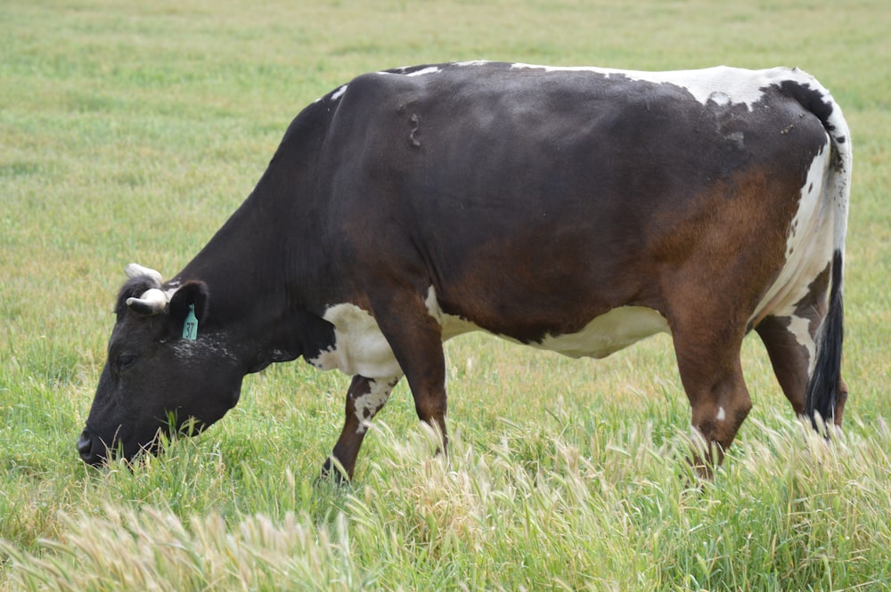 a brown and white cow grazing on a lush green field