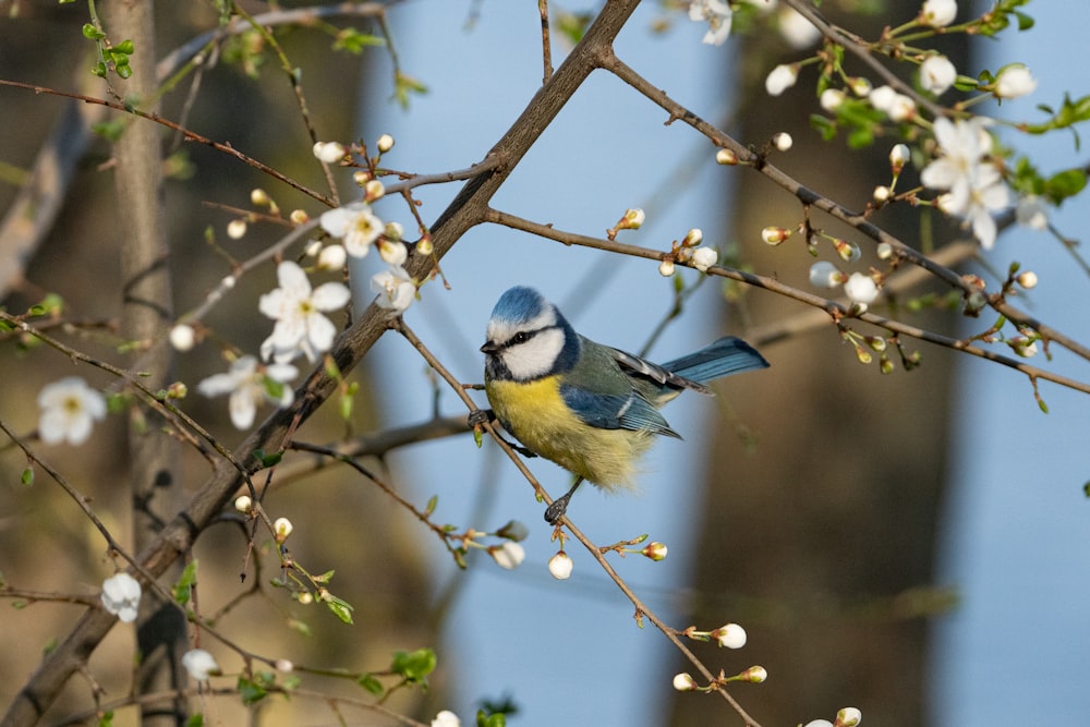 a small blue bird perched on a tree branch