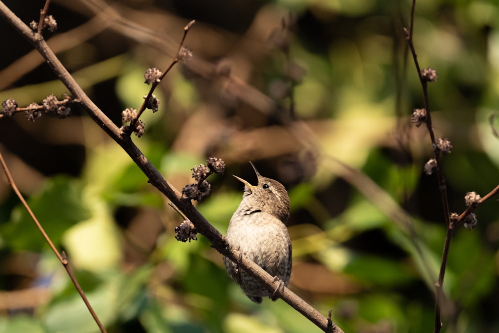 a small bird sitting on a branch of a tree