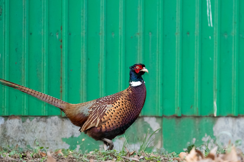 a pheasant standing in front of a green wall