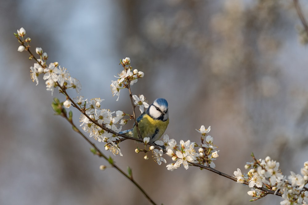 a small bird sitting on a branch of a tree