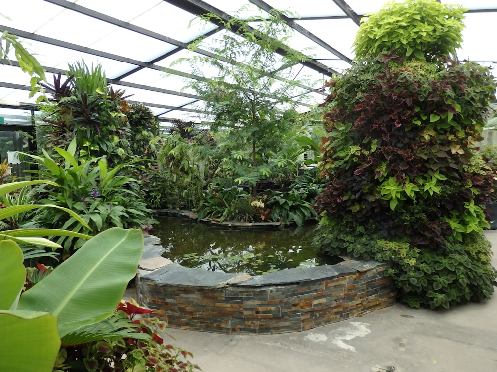 Un estanque rodeado de vegetación en un invernadero
