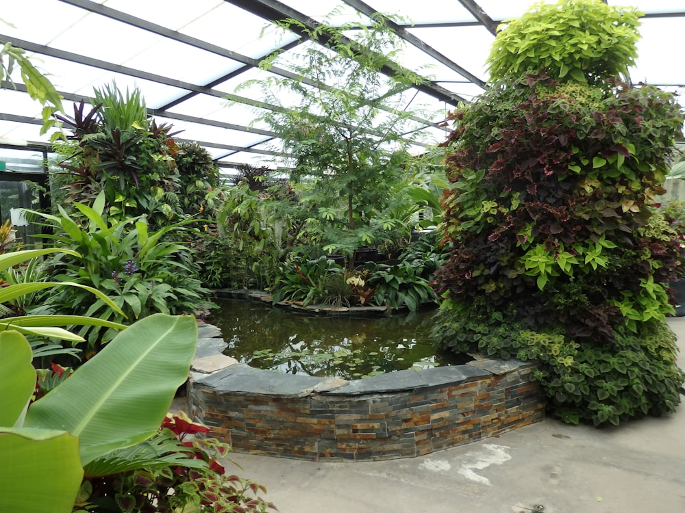 a pond surrounded by greenery in a greenhouse