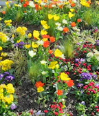 A colorful spring garden bursting with tulips, daffodils, and flowering shrubs.