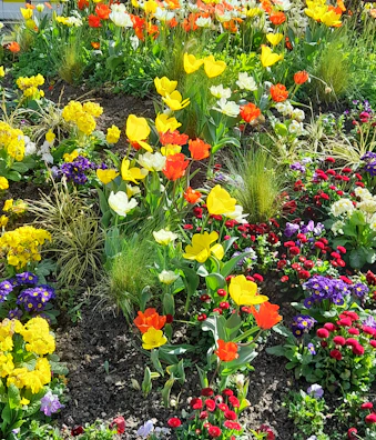 A colorful spring garden bursting with tulips, daffodils, and flowering shrubs.