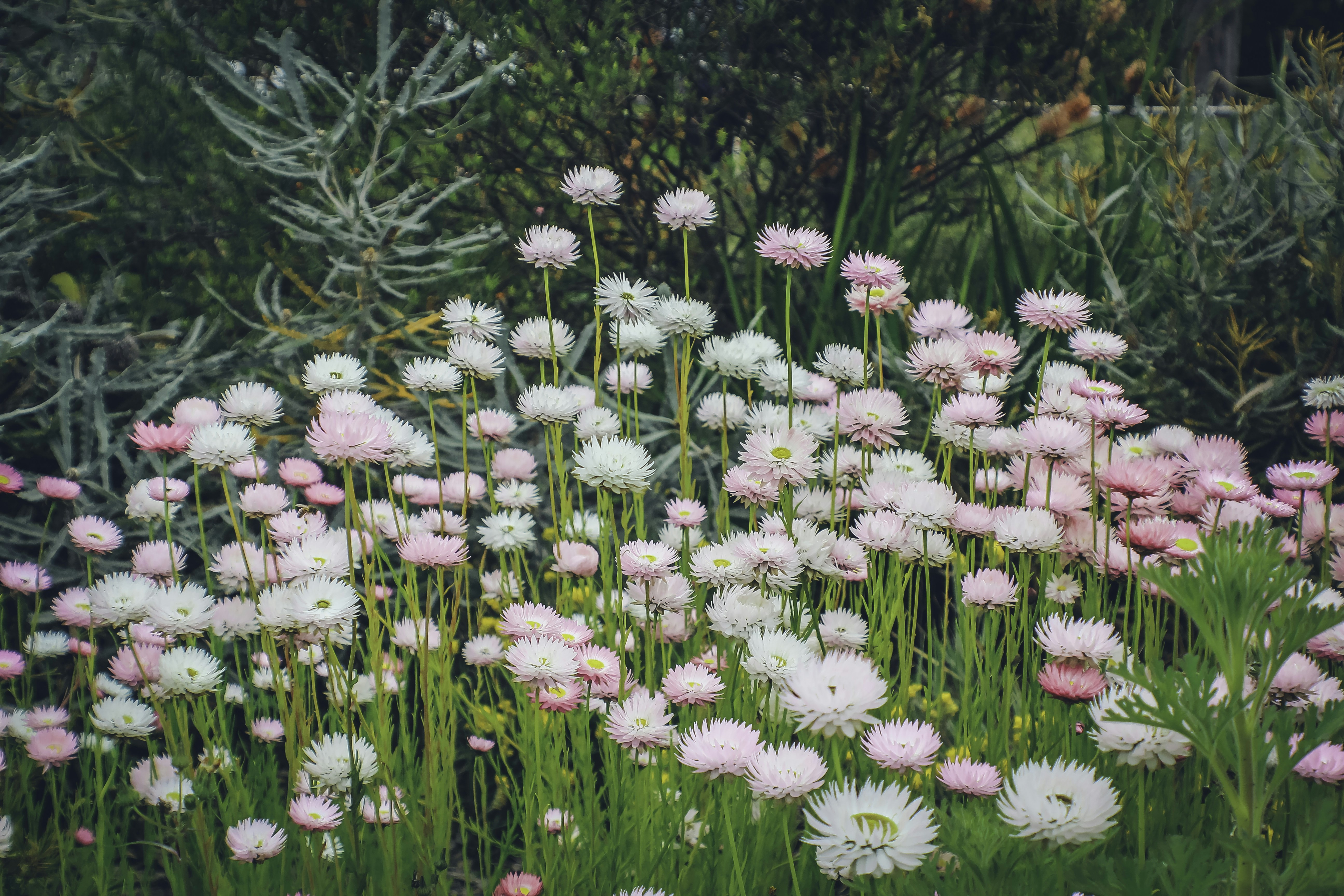 a bunch of flowers that are in the grass