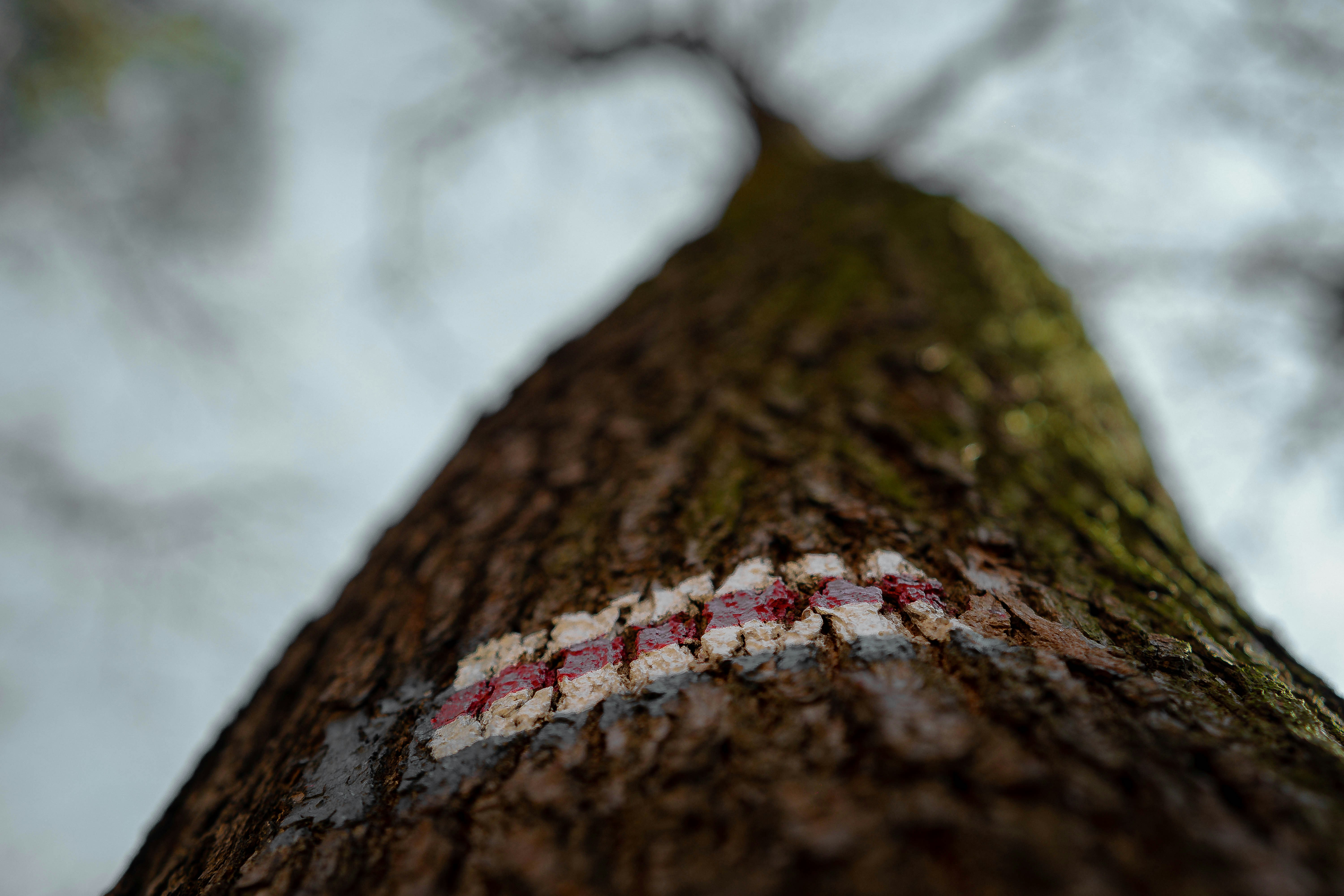 a close up of the bark of a tree