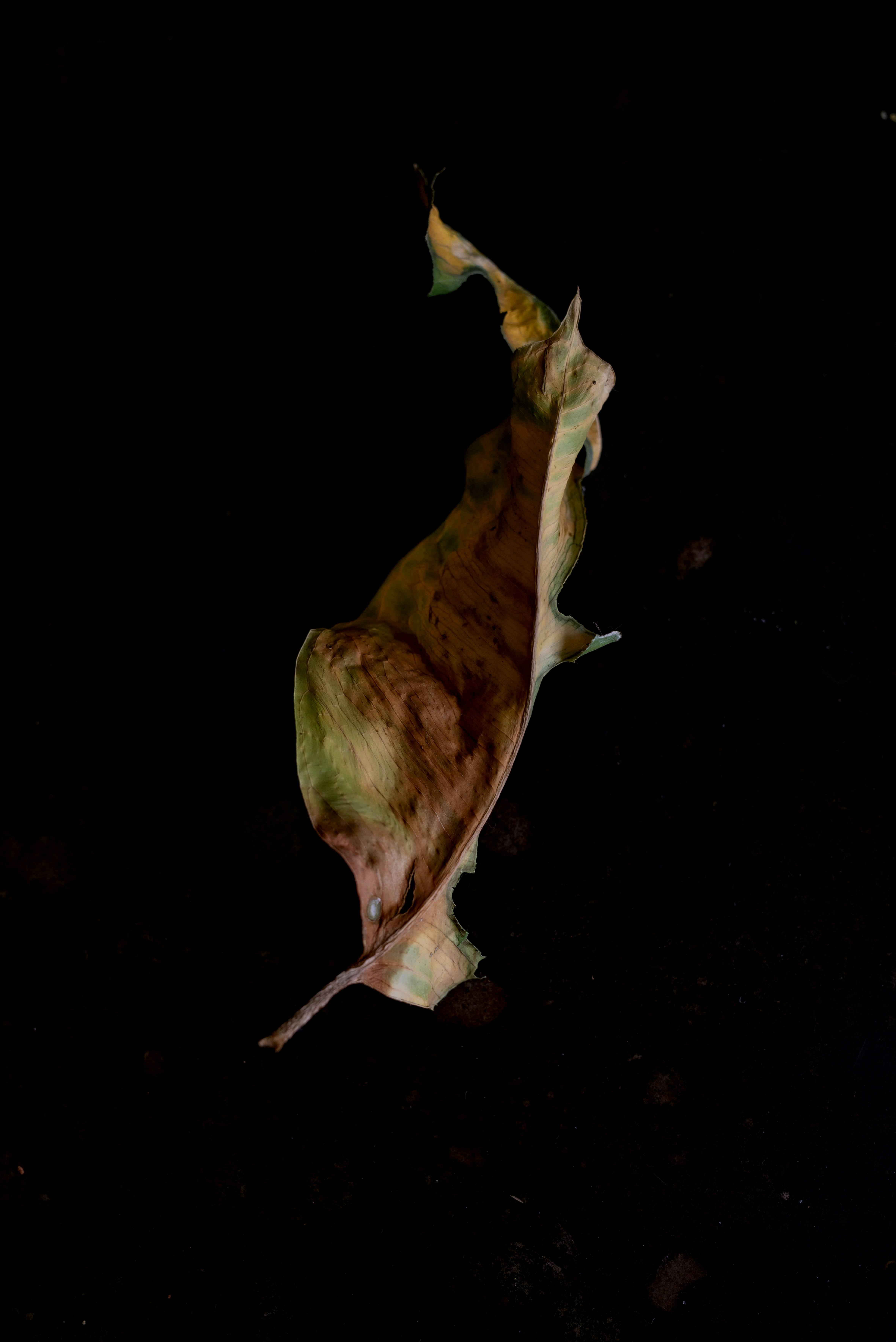 Photo by lauraadaiphoto