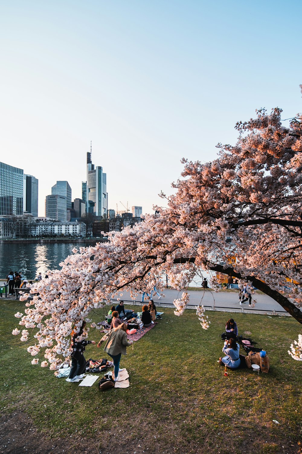 a group of people sitting under a cherry blossom tree