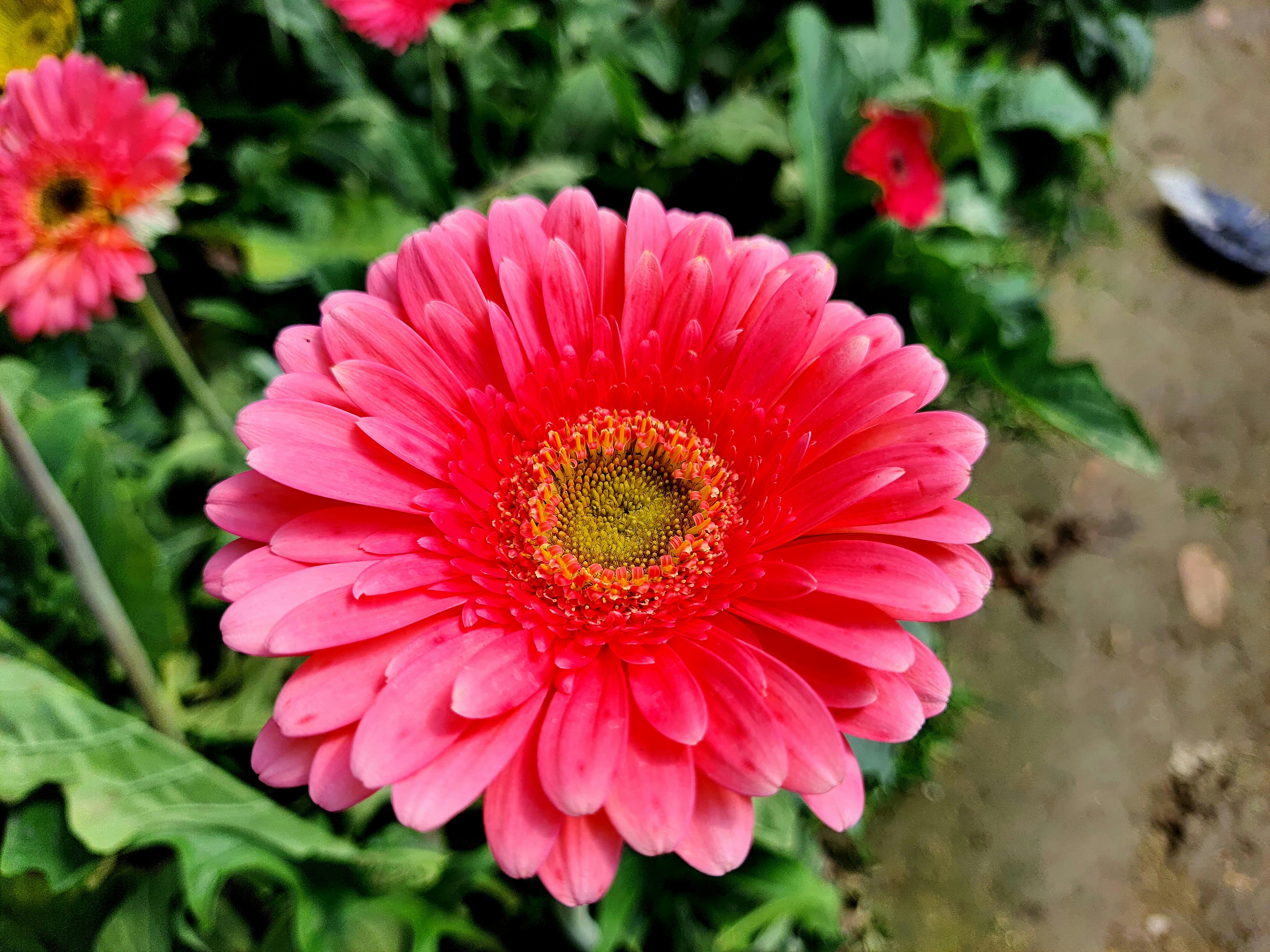 a close up of a pink flower in a garden