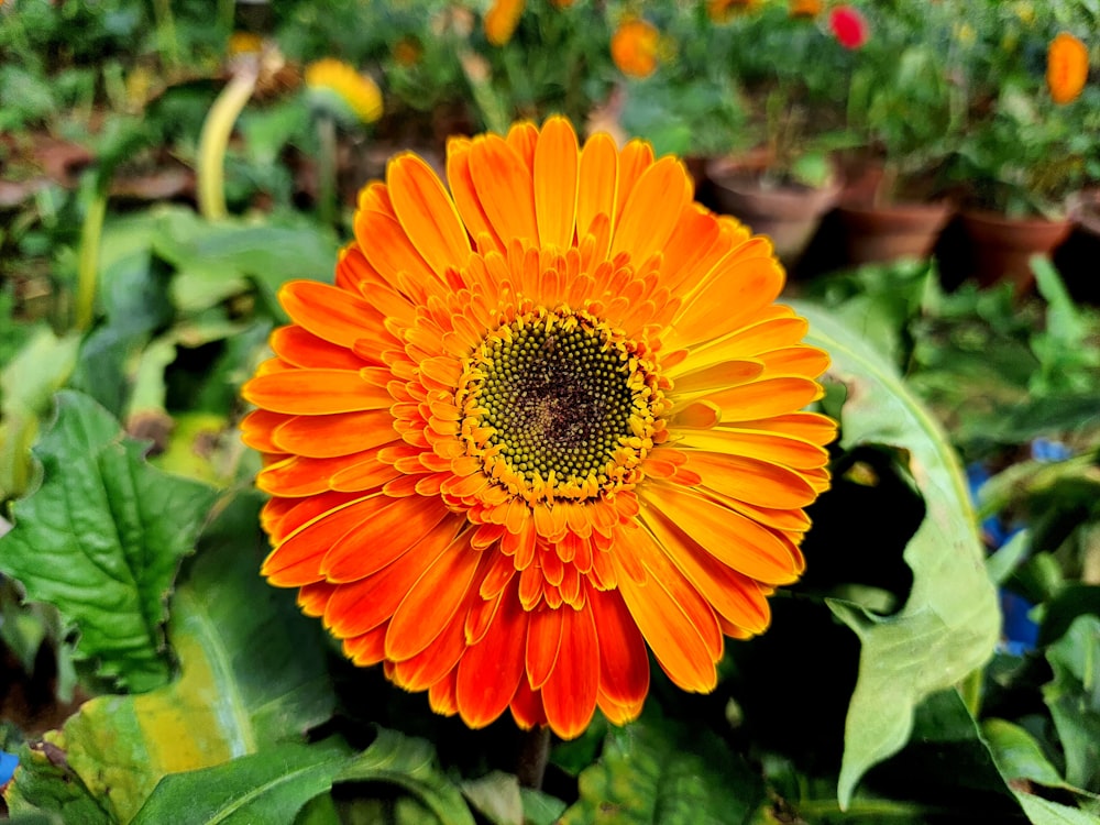 an orange flower with a yellow center in a garden