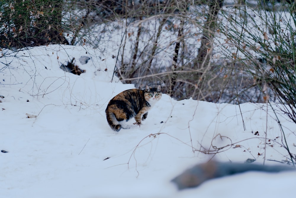 Un chat qui marche dans la neige