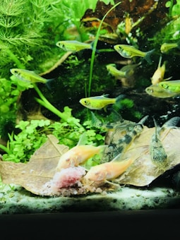 A vibrant aquarium scene featuring various fish swimming among lush green aquatic plants. Two yellow-orange fish are near the bottom, interacting with a piece of food. The environment includes green leaves and a brown leaf substrate, creating a natural underwater habitat.