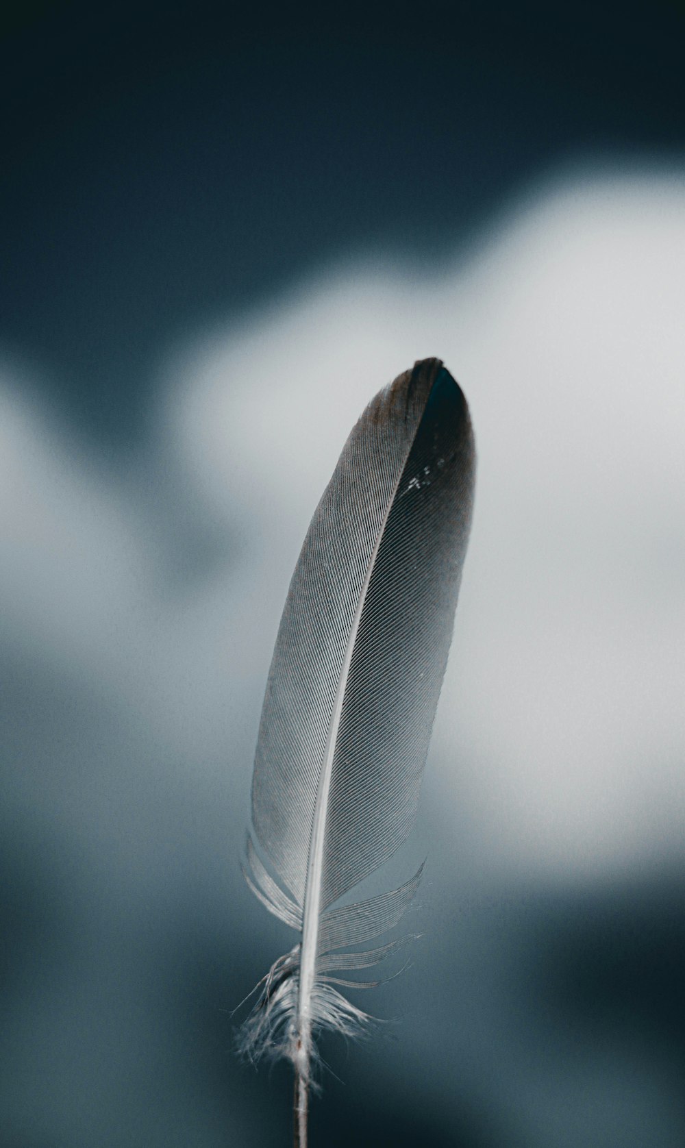 a white feather floating on top of a table