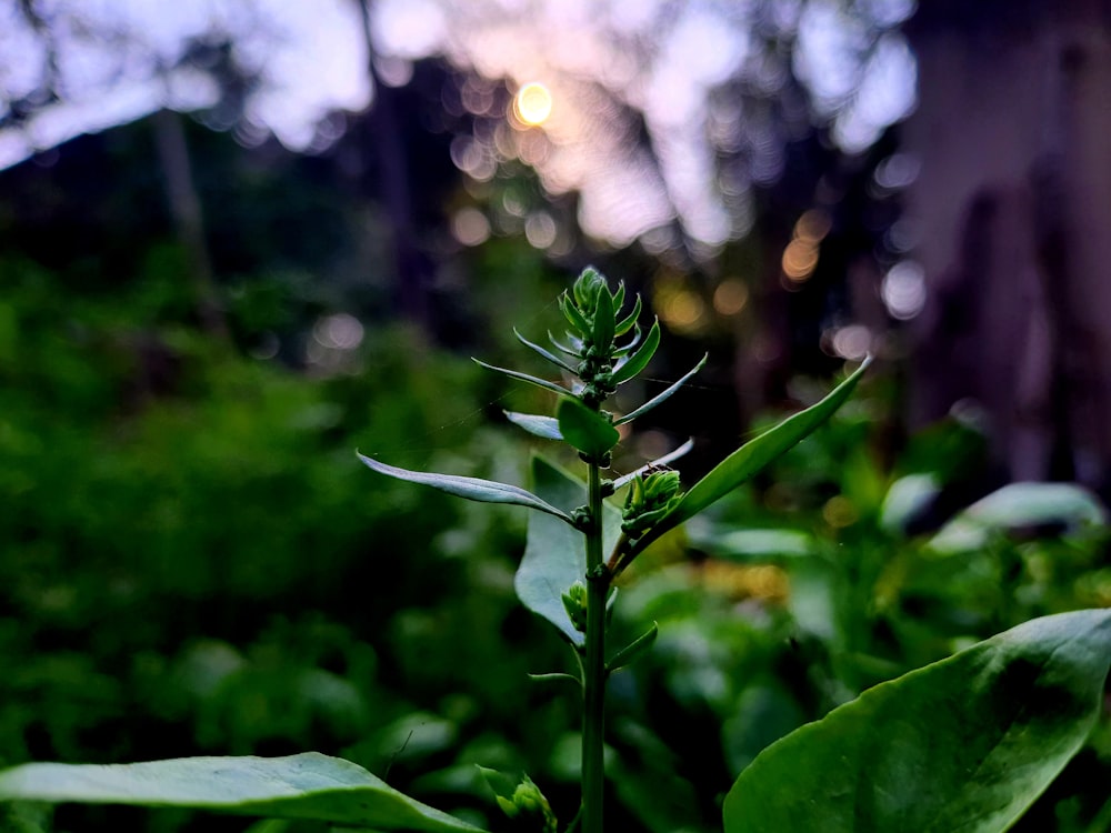 a small green plant in the middle of a forest