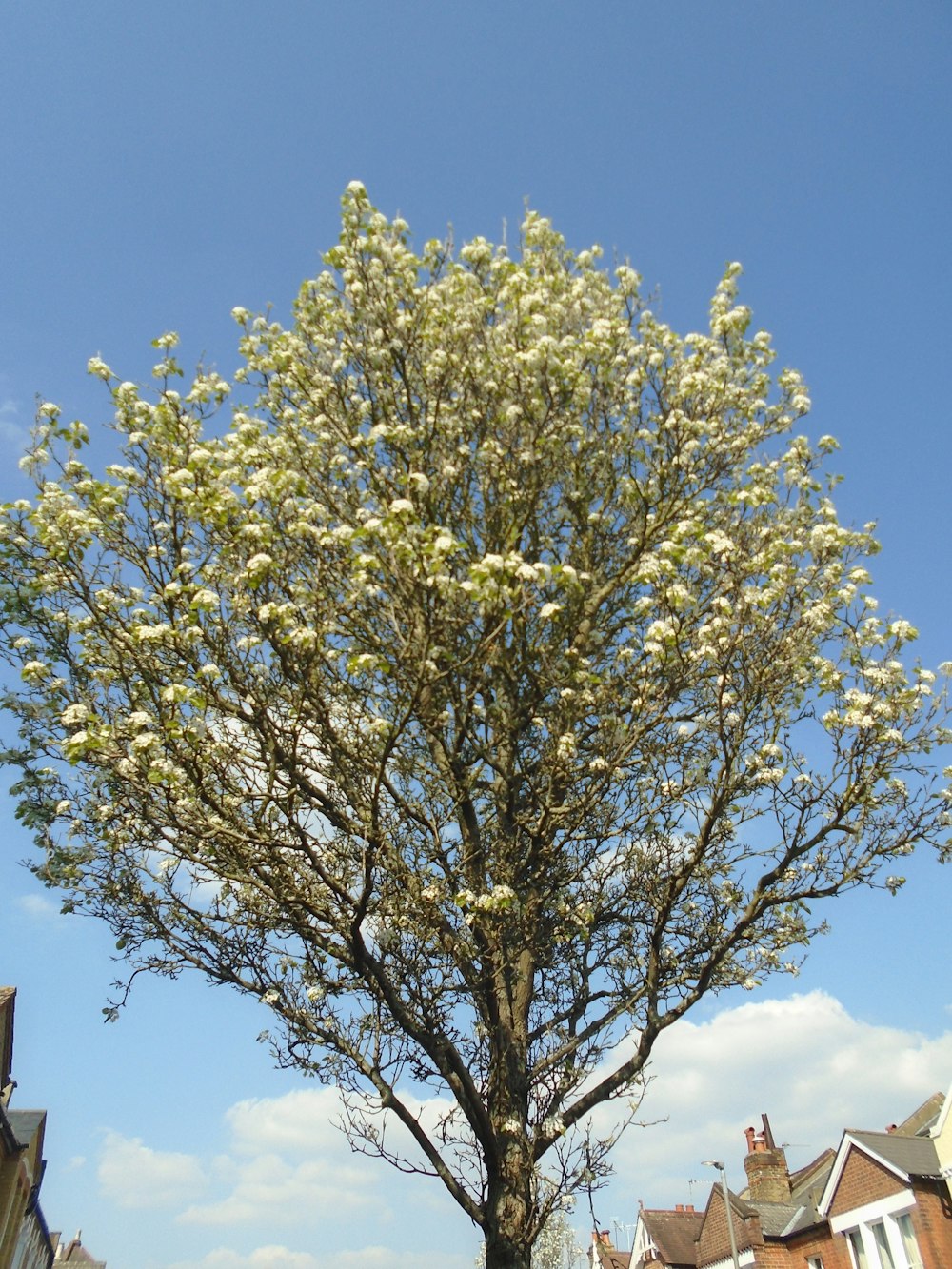 住宅街の白い花を持つ木