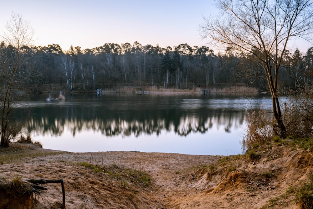 a body of water surrounded by a forest