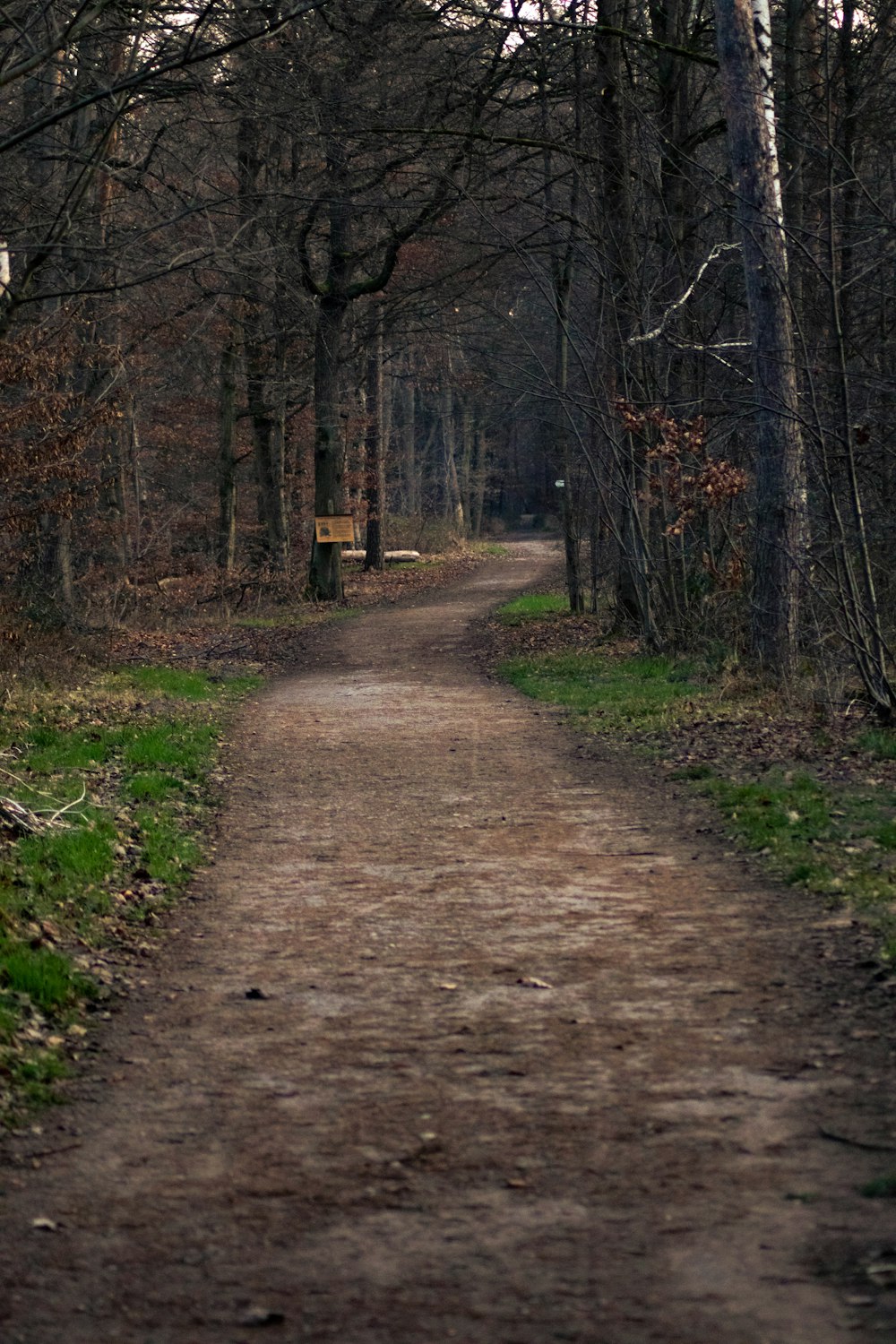 a dirt road in the middle of a forest