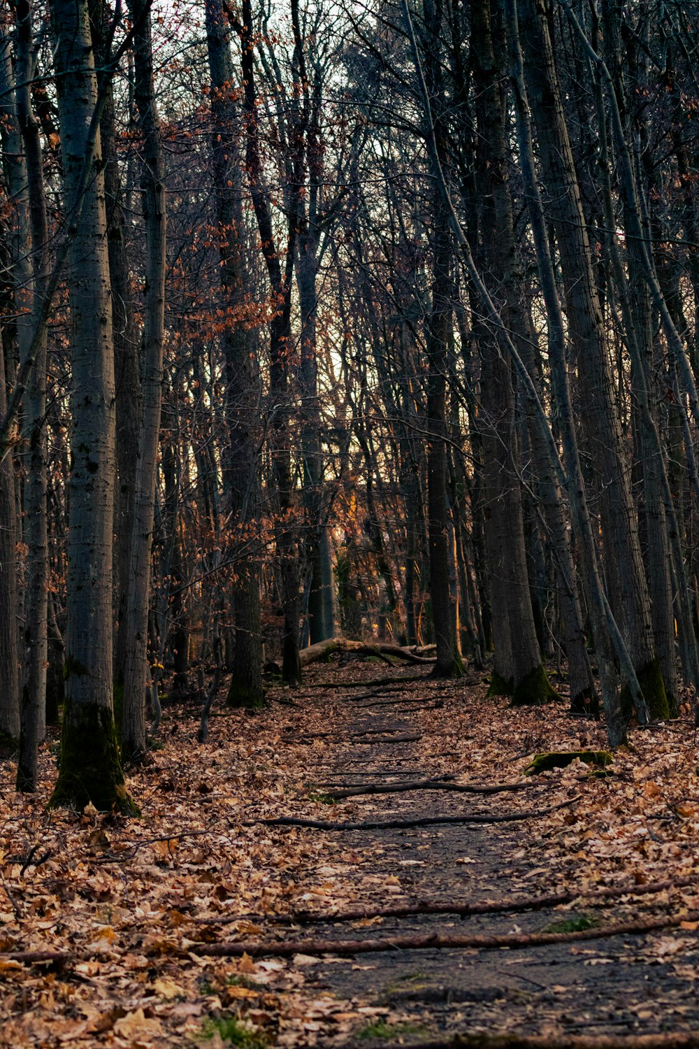 a path in the middle of a forest with lots of leaves on the ground